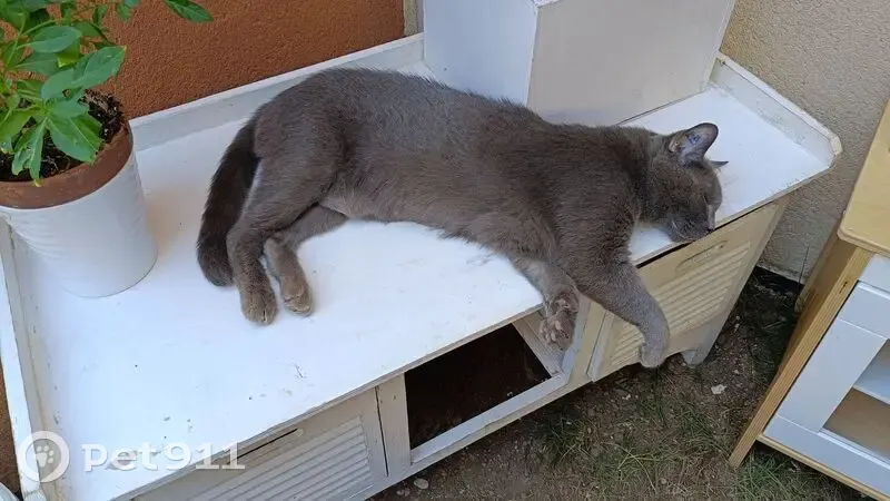 Perdu : Shadow, chartreux 12 ans à Istres - photo