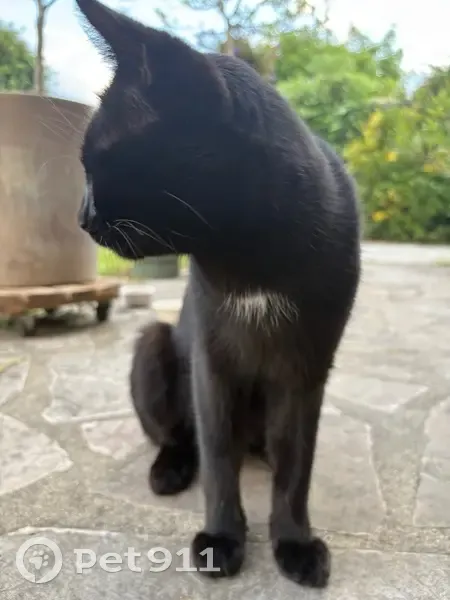 Chat noir trouvé, mâle maigre et affectueux - photo