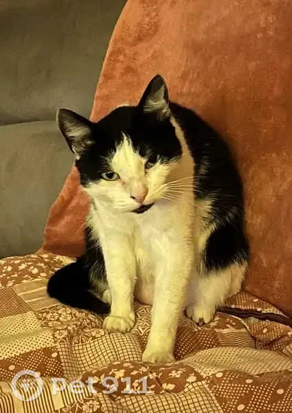 Chat européen noir et blanc perdu à Angers - photo