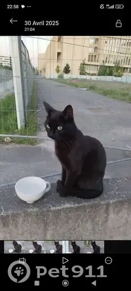 Petite chatte noire perdue à Palaiseau - photo