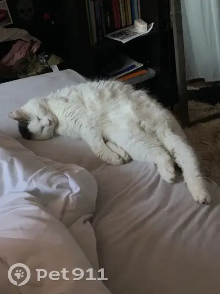 Chatte Blanche Perdue, Tache Cœur, Méricourt - photo