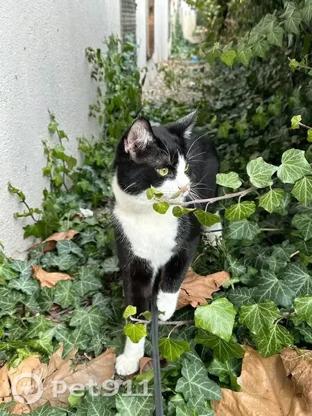 Chat retrouvé à la Meinau, Strasbourg - photo
