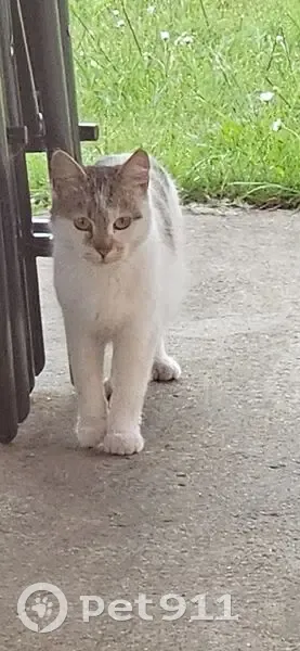Chat trouvé, peureux, Av. de l'Europe - photo