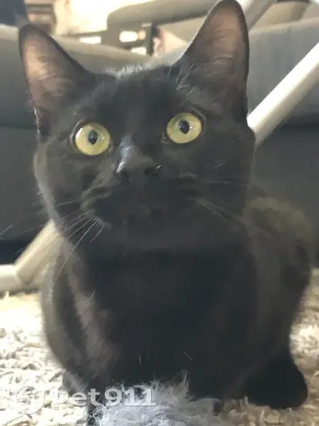Chat noir perdu, 8 mois, Beauchamp - photo