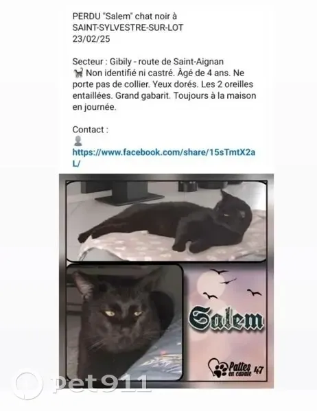 Chat noir perdu, yeux dorés, oreilles coupées - photo