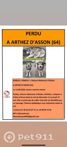 Chien malamute Pimkia perdu à Arthez-d'Asson - photo