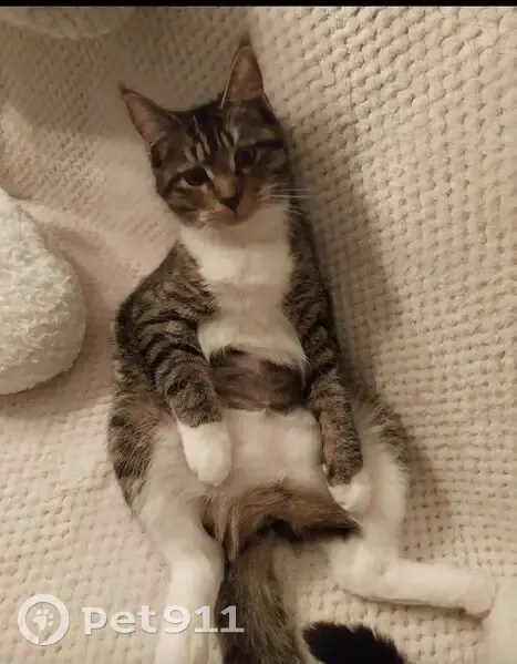 Chatte tigrée Zoé perdue à Reims - photo