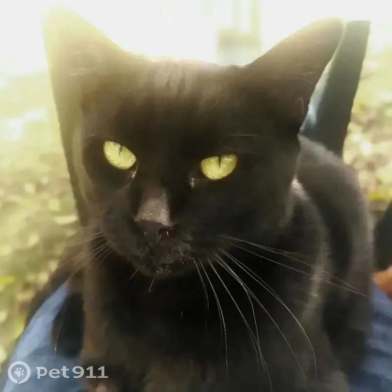 Chat noir mâle perdu à Carrières-sur-Seine - photo