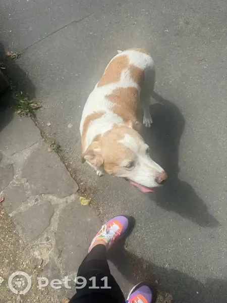 Chienne croisée douce trouvée à Villemomble - photo