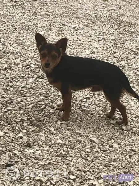 Chien trouvé Rue du Puits, Ébréon - photo