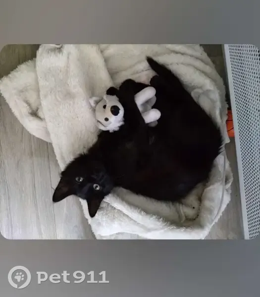 Chatte noire perdue, répond à 