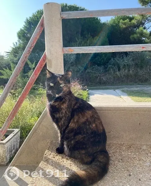 Chatte Écaille perdue à Ploumilliau - photo