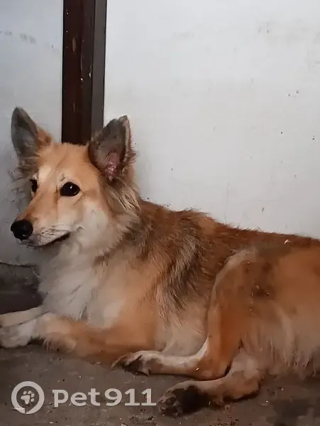 Cachorro encontrado Fêmea (brf000852) - photo