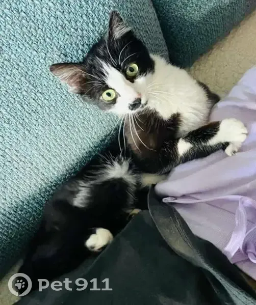 Chatte perdue, docile et câline, Annecy - photo