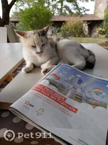 Chatte européenne perdue à Saint Sylvestre - photo