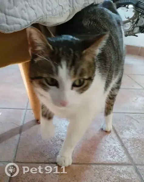 Chat perdu, craintif à Cagnes-sur-Mer - photo