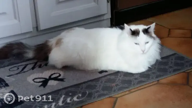 Chat blanc poils longs perdu, Arblade-le-Haut - photo