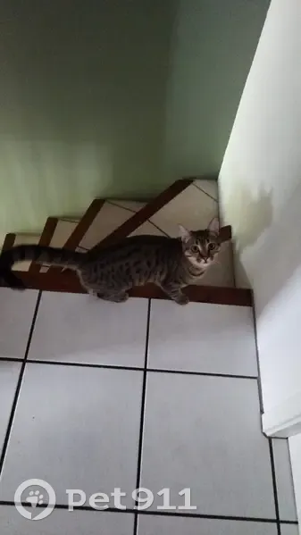 Chatte perdue Tigre Petit, Vernet - photo