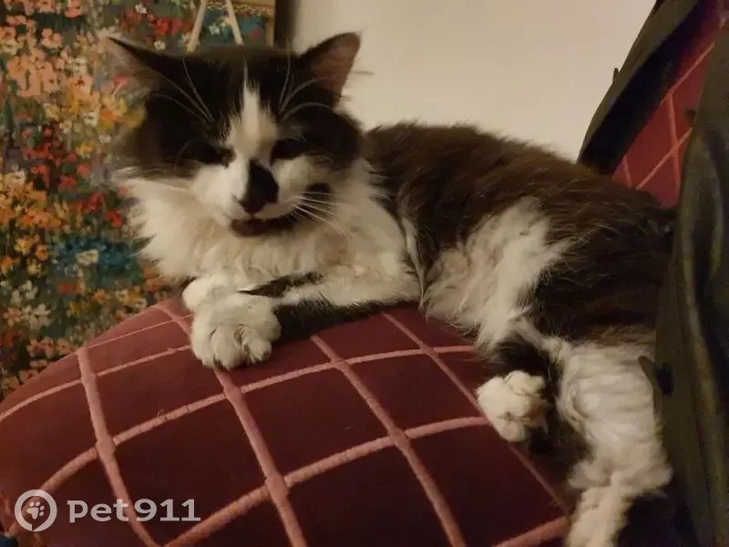 Chat perdu à Feins, pucé et castré - photo