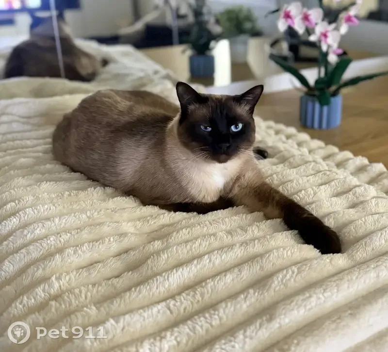 Chat perdu à Melun : Bounty/Boubou - photo