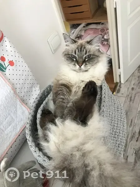 Chatte perdue à Chambly, blanche et grise - photo