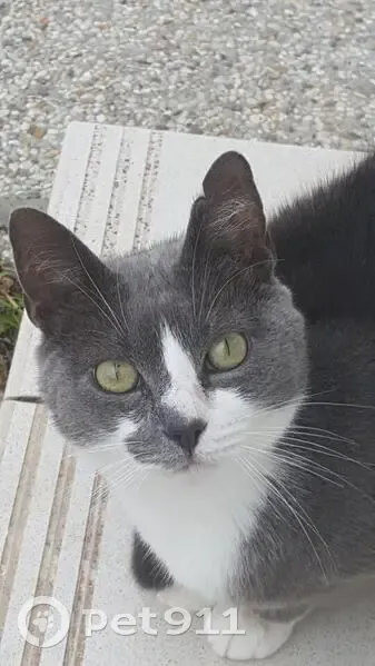 Chat perdu gris/blanc, craintif à Annezin - photo