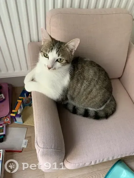 Chatte perdue à Versailles, 2 ans, tigrée-blanche - photo