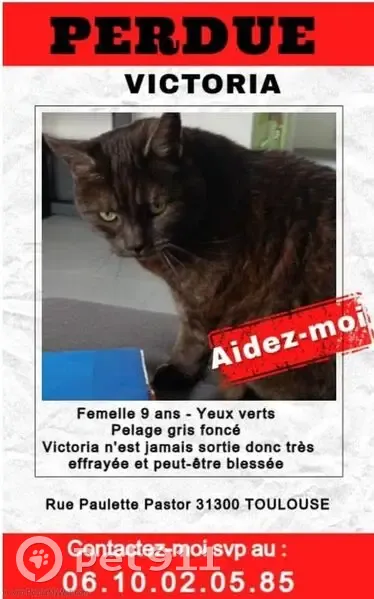 Chatte gris foncé perdue, Toulouse - photo