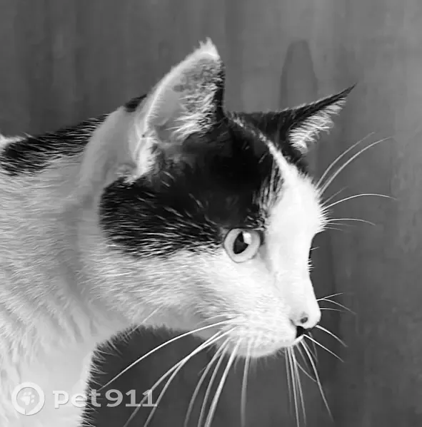 Chatte câline trouvée Rue Philippe Girard - photo