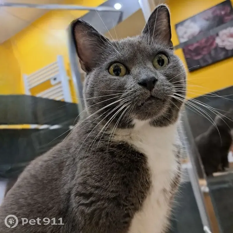 Chatte grise perdue à Sailly-Labourse - photo