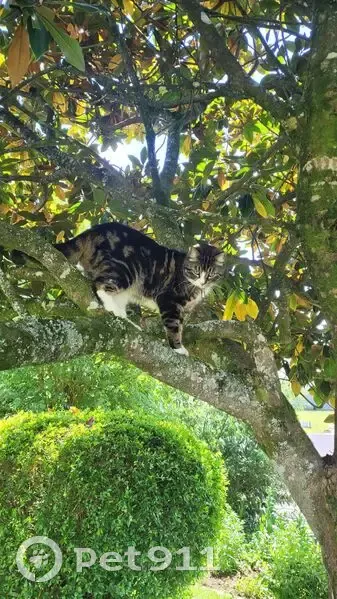 Chat perdu à Vincennes : tigré, collier vert - photo