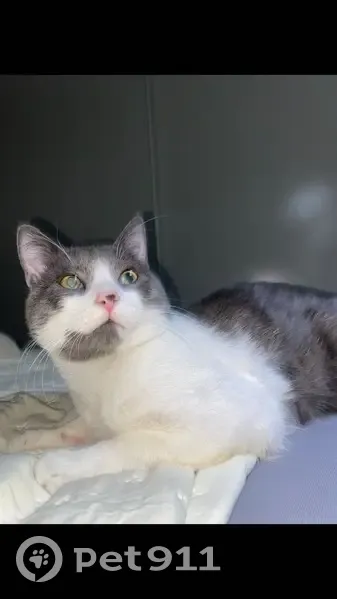 Jeune chat gris et blanc perdu à Clermont - photo