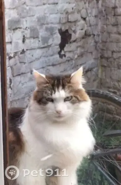 Chat perdu, bicolore, rue de la Plaine, Lille - photo