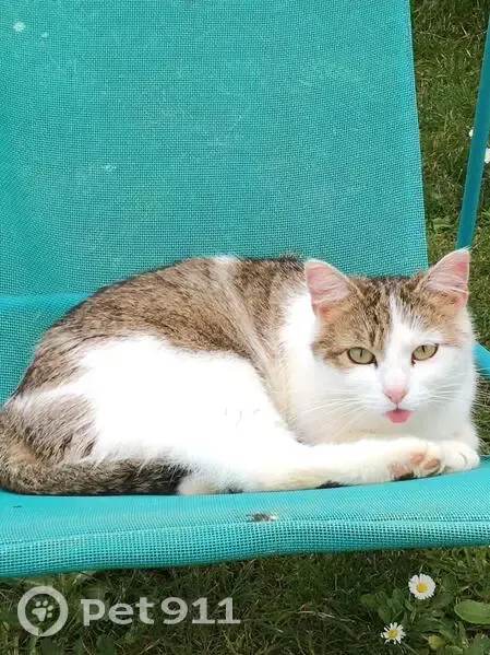 Chatte perdue grise, Allée des Libellules - photo
