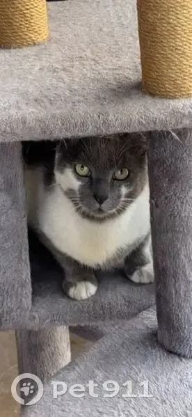 Chat mâle gris-blanc perdu à Toulouse - photo