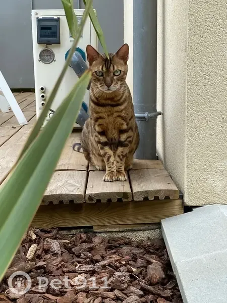 Chat Bengal perdu, peureux à Boutigny - photo
