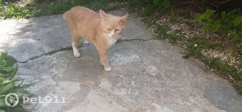 Chat roux trouvé Rue Pasteur, Brie-Comte-Robert - photo