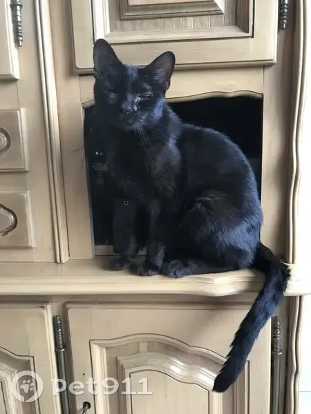 Chat noir perdu à Saverne, Rue Foch - photo