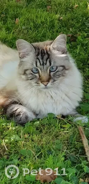 Chat perdu : blanc, gris, crème, craintif - photo