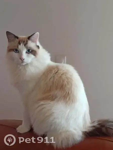 Chatte Ragdoll perdue à Dijon - photo