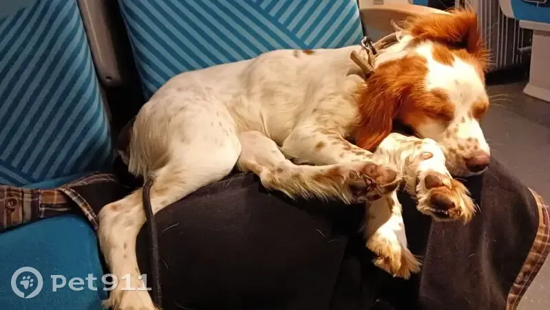 Chien perdu, tâche cœur, répond Vishnu - photo