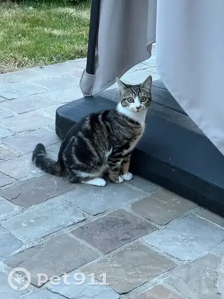 Chatte tigrée 7 mois perdue à Marolles - photo