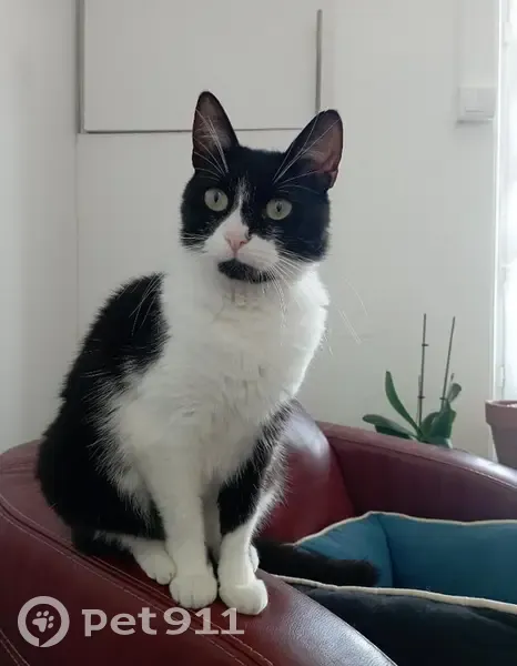 Chatte Taya perdue rue d'Aquitaine - photo