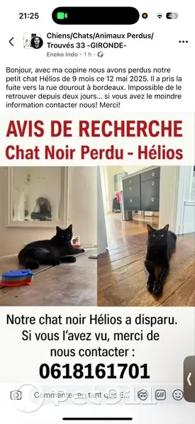 Chat noir perdu, tatouage 