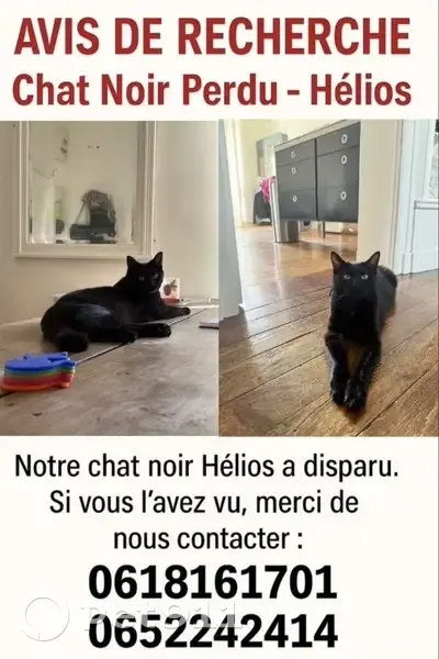 Chat noir perdu, 9 mois, Rue Dourout - photo