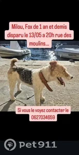 Chien perdu, Rue des Moulins, Marseille - photo