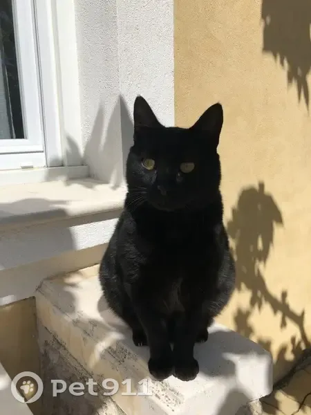 Chat noir sociable perdu à Gardanne - photo