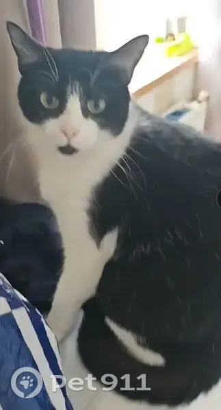 Chatte perdue noire et blanche à Tourcoing - photo