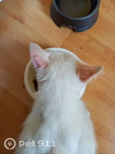 Chat mâle sociable trouvé à Broons - photo