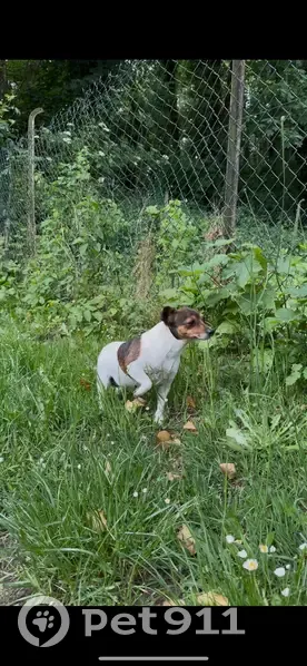 Chien trouvé à Viarmes, adorable et propre - photo